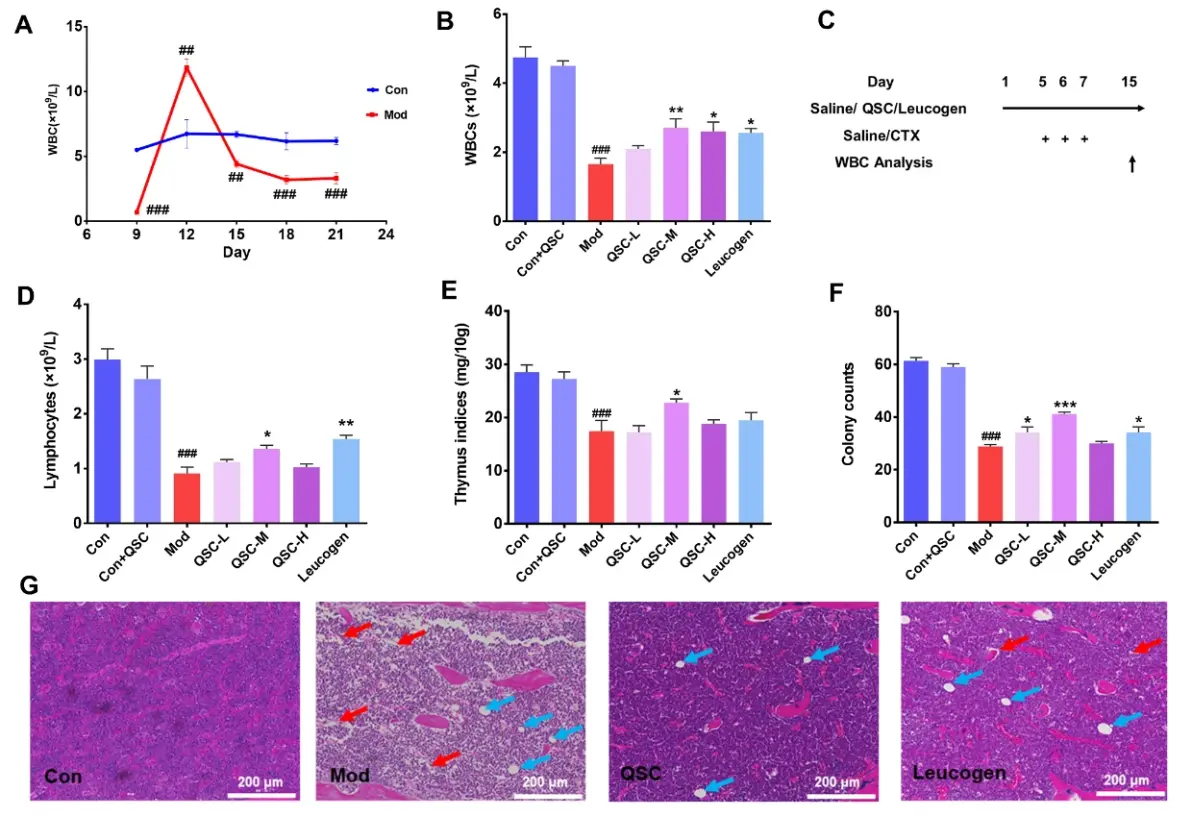 qijiao shengbai capsule alleviated leukopenia by interfering