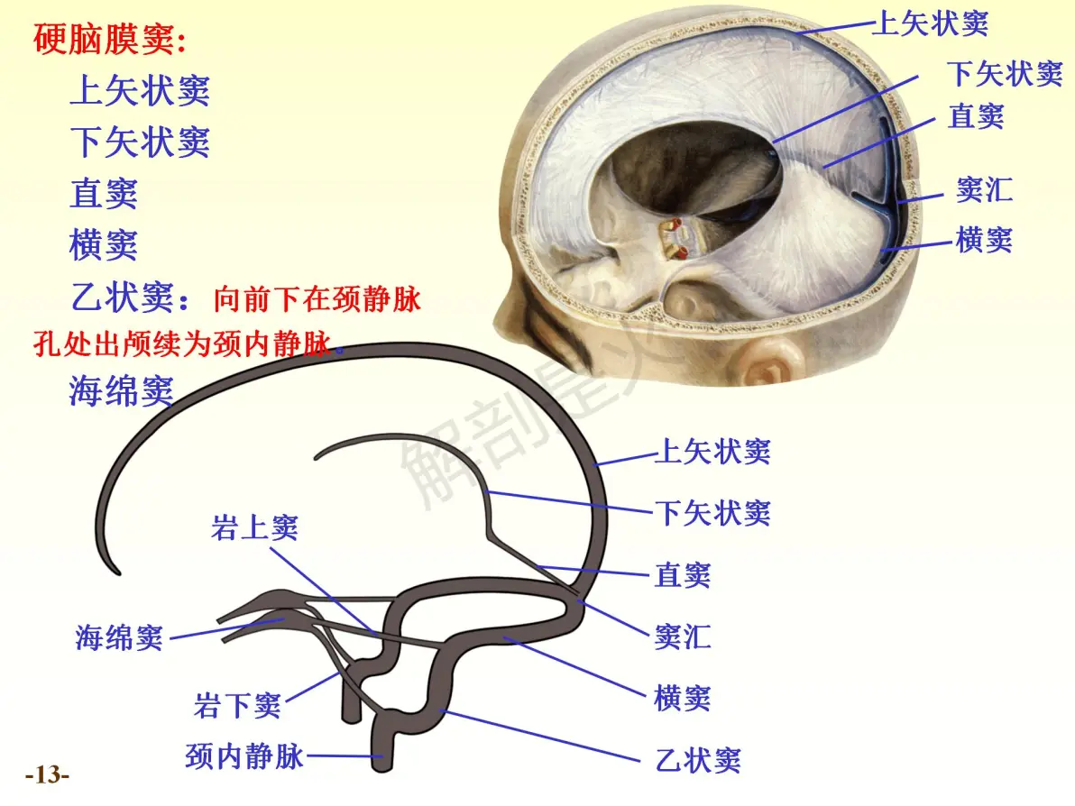 脑脊髓被膜,血管ppt