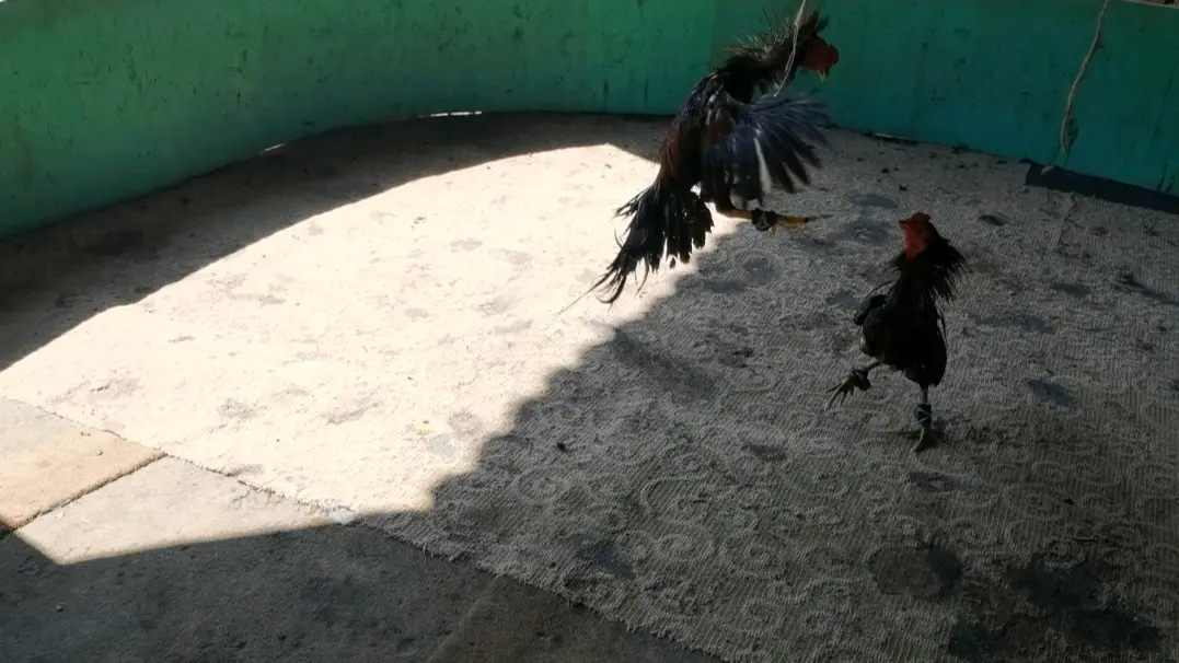 中国四大斗鸡品系之一,西双版纳斗鸡,国家级畜牧资源保护名录 - 哔哩