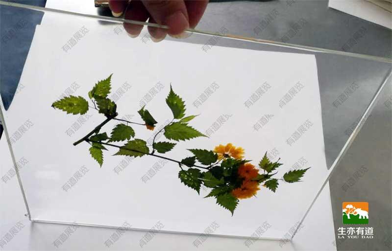 腊叶标本与树脂艺术的碰撞:透明包埋植物标本制作技巧 - 哔哩哔哩
