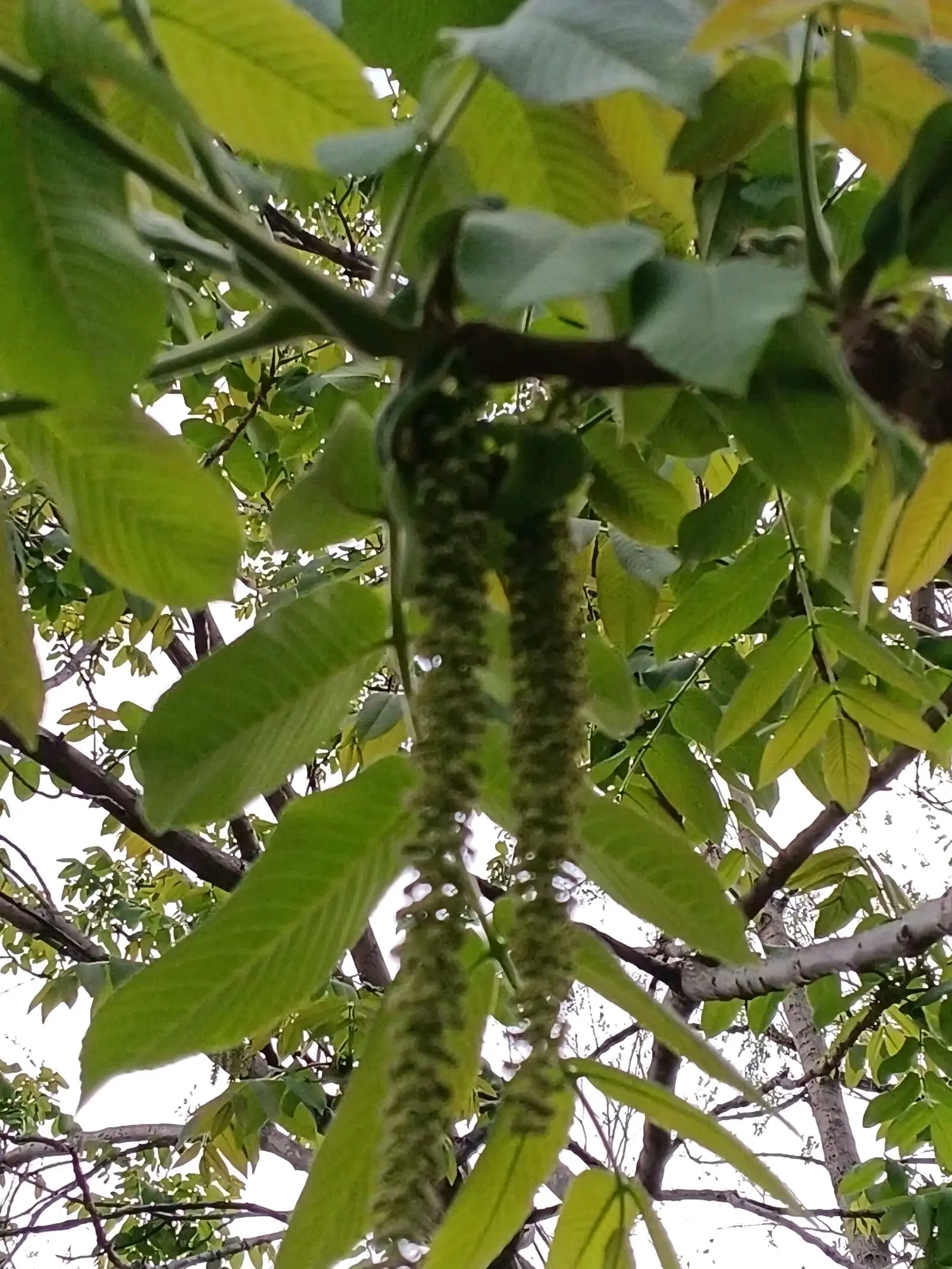 胡桃楸结果记录