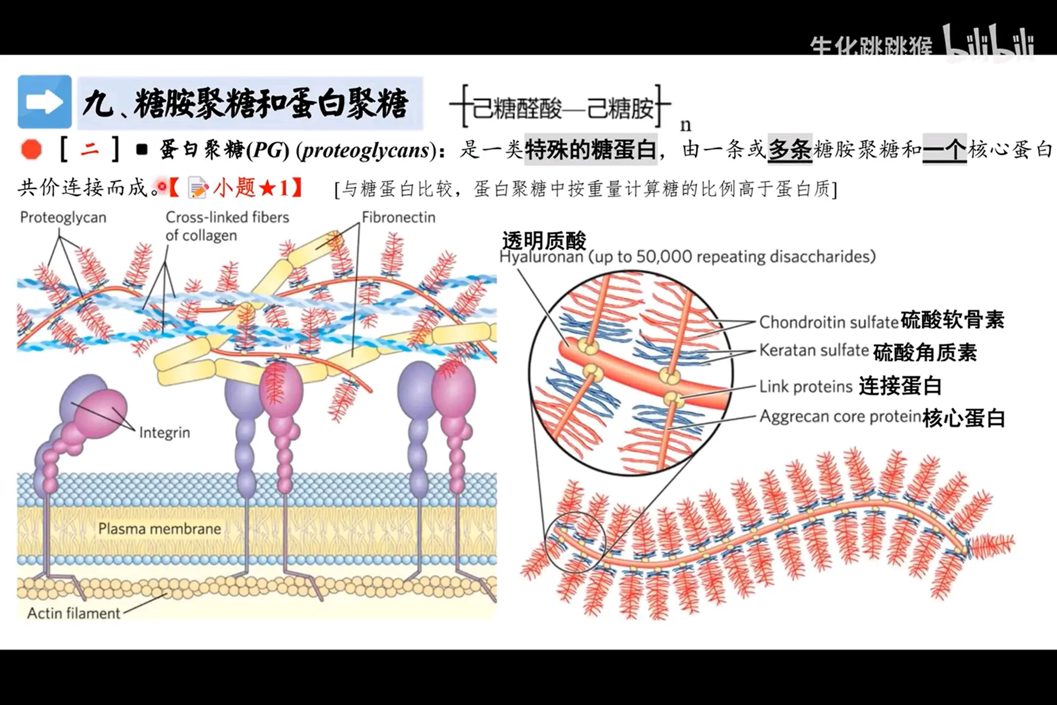 核糖体的结构图怎么画图片