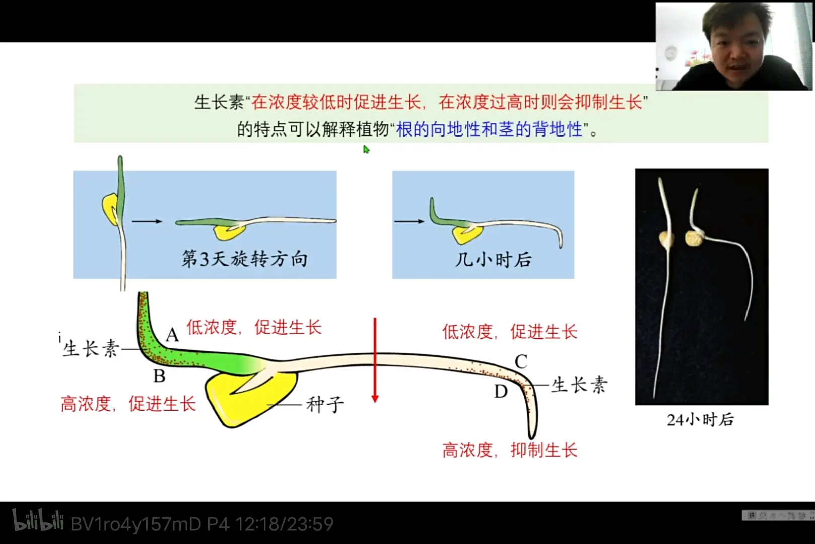 
八下生物根的生长  第2张