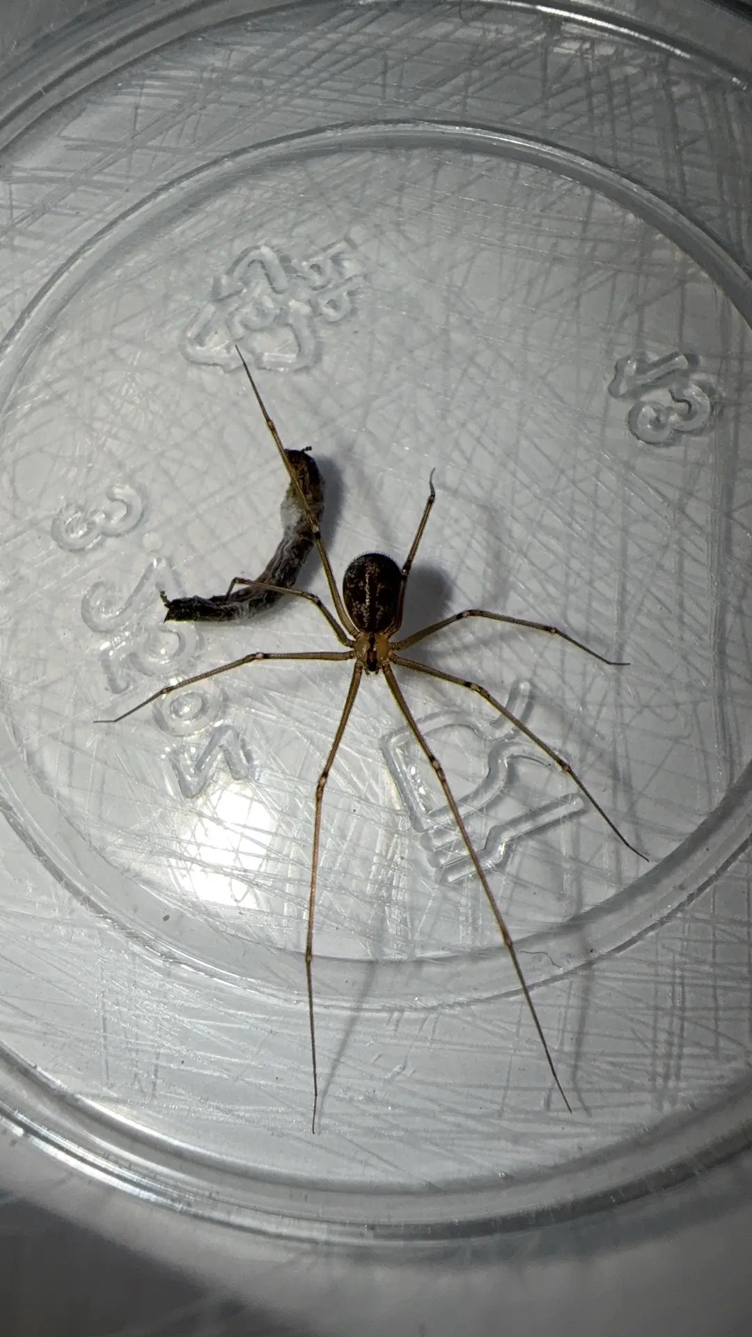 幽灵蛛科psilochorus属图片合集