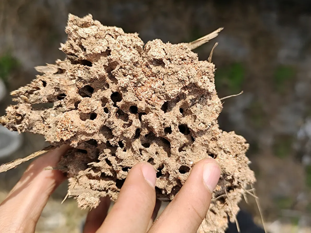 捡到一个红火蚁巢体