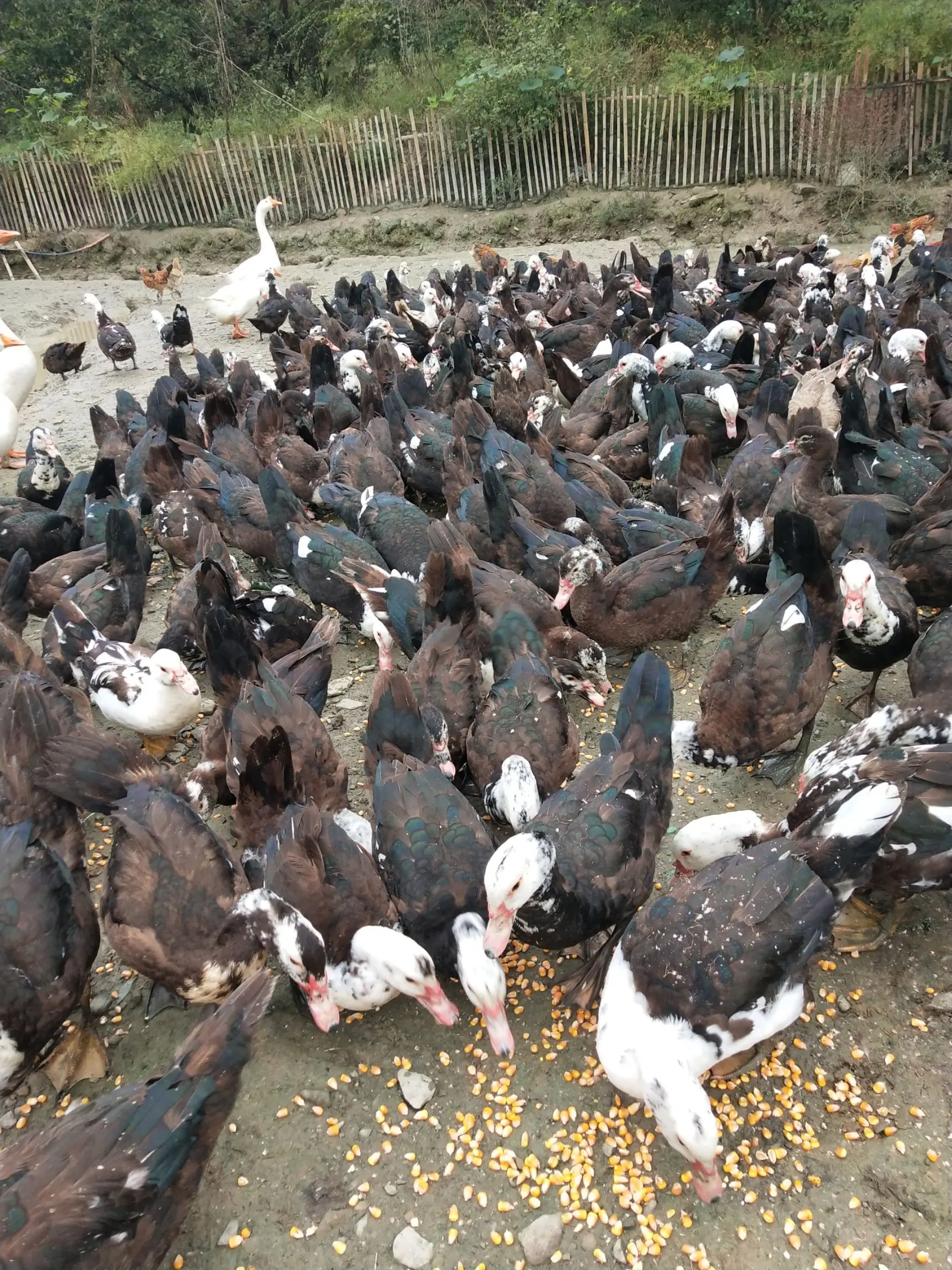 肉鸭料肉比图片