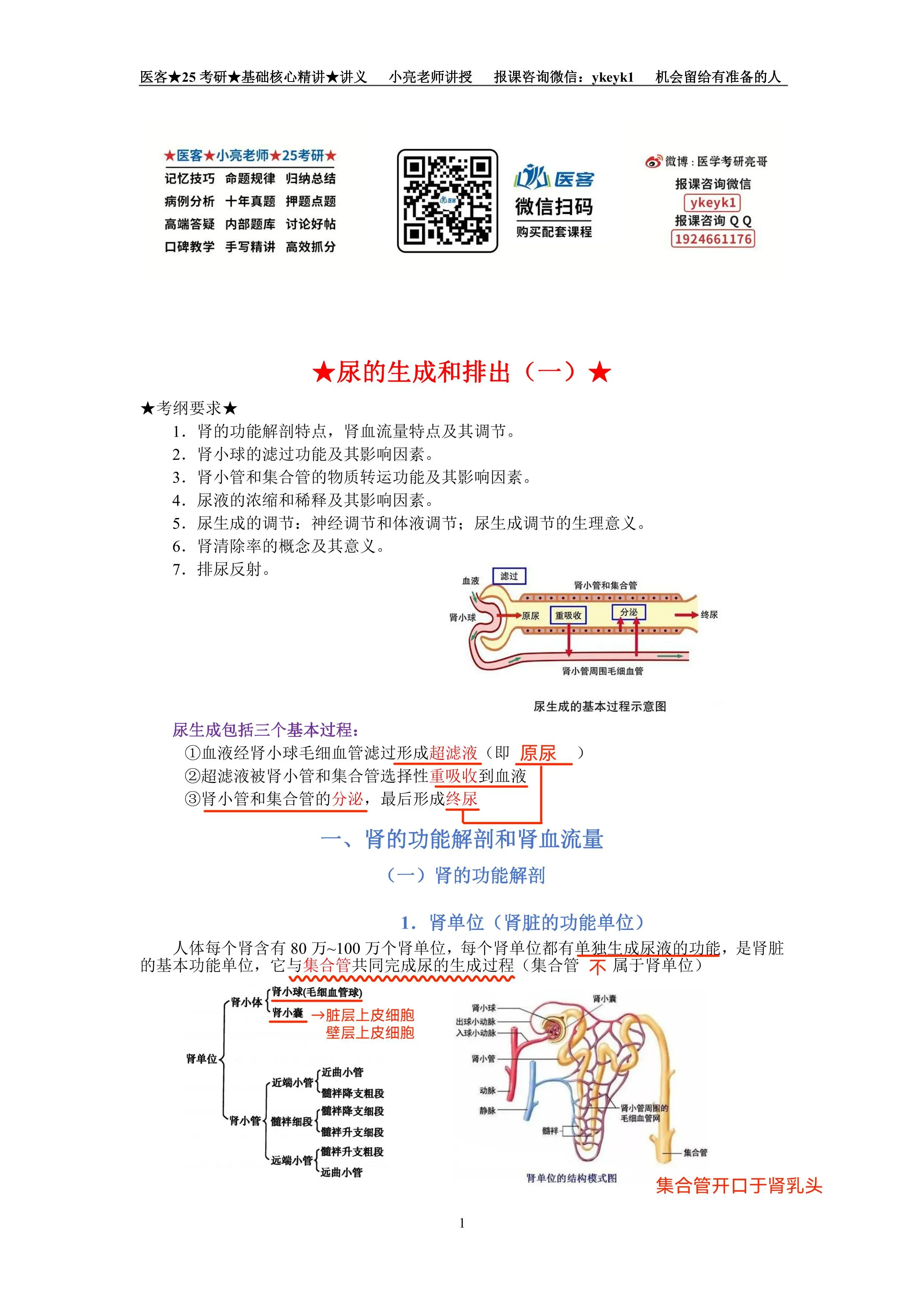 排尿过程生理图片