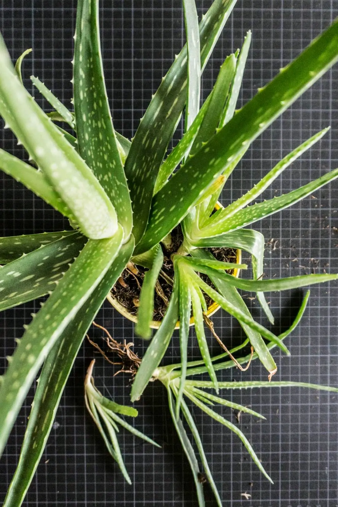 [森林之子]植物/果实原型百科:芦荟