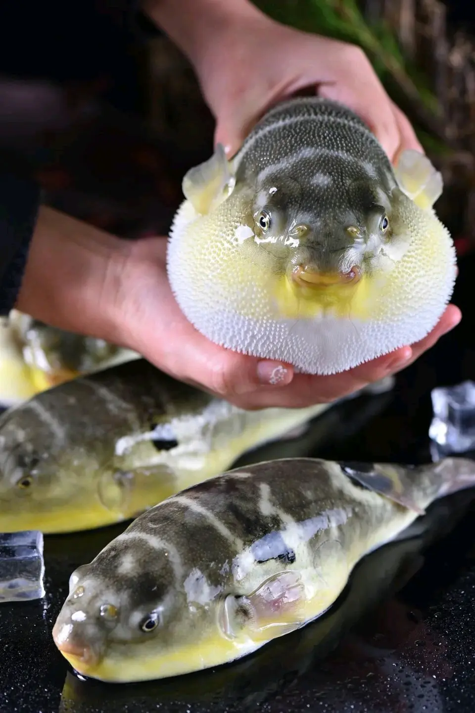 关于蝾螈有没有毒