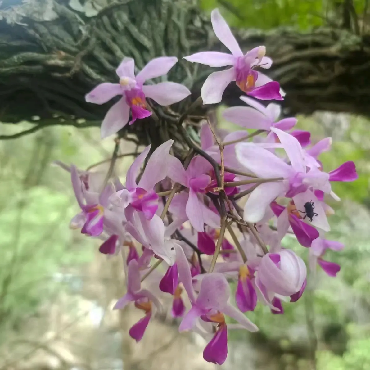 蝴蝶兰phalaenopsis zhanhuoana