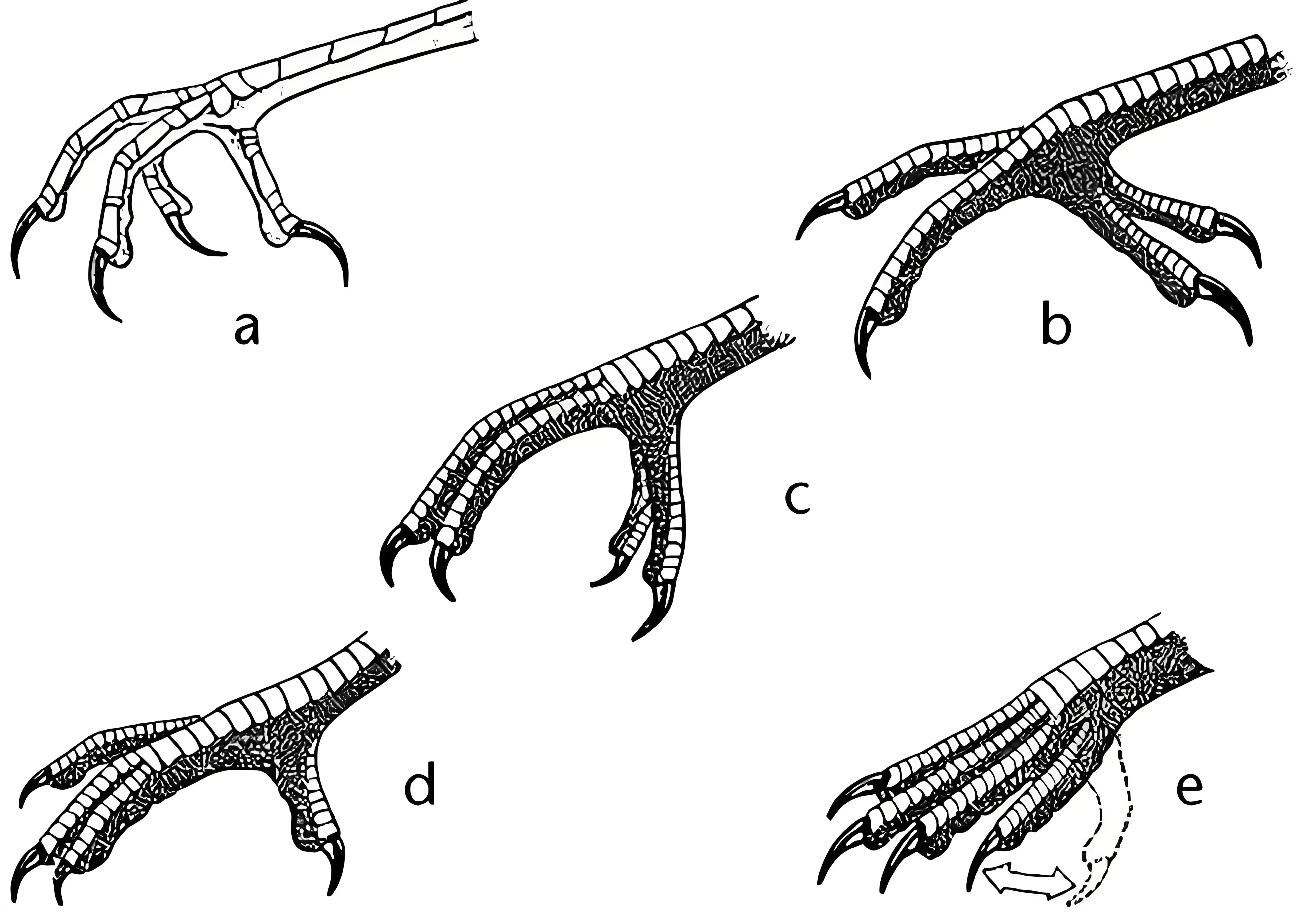 两张图,说明鸟类的几种足与趾