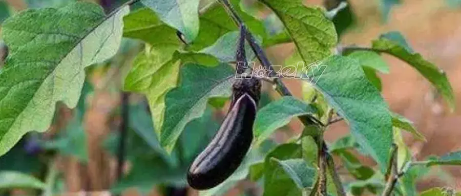 辅酶q10,茄子粉中的健康密码!