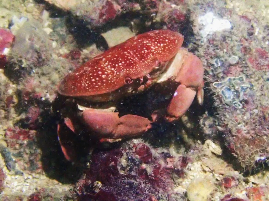 来说更偏向南方,注意该种易与隔壁的蕾近爱洁蟹以及标记近爱洁蟹搞混