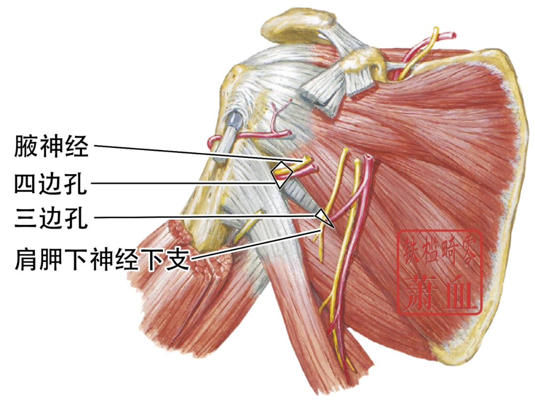 神经操作|腋神经 - 哔哩哔哩