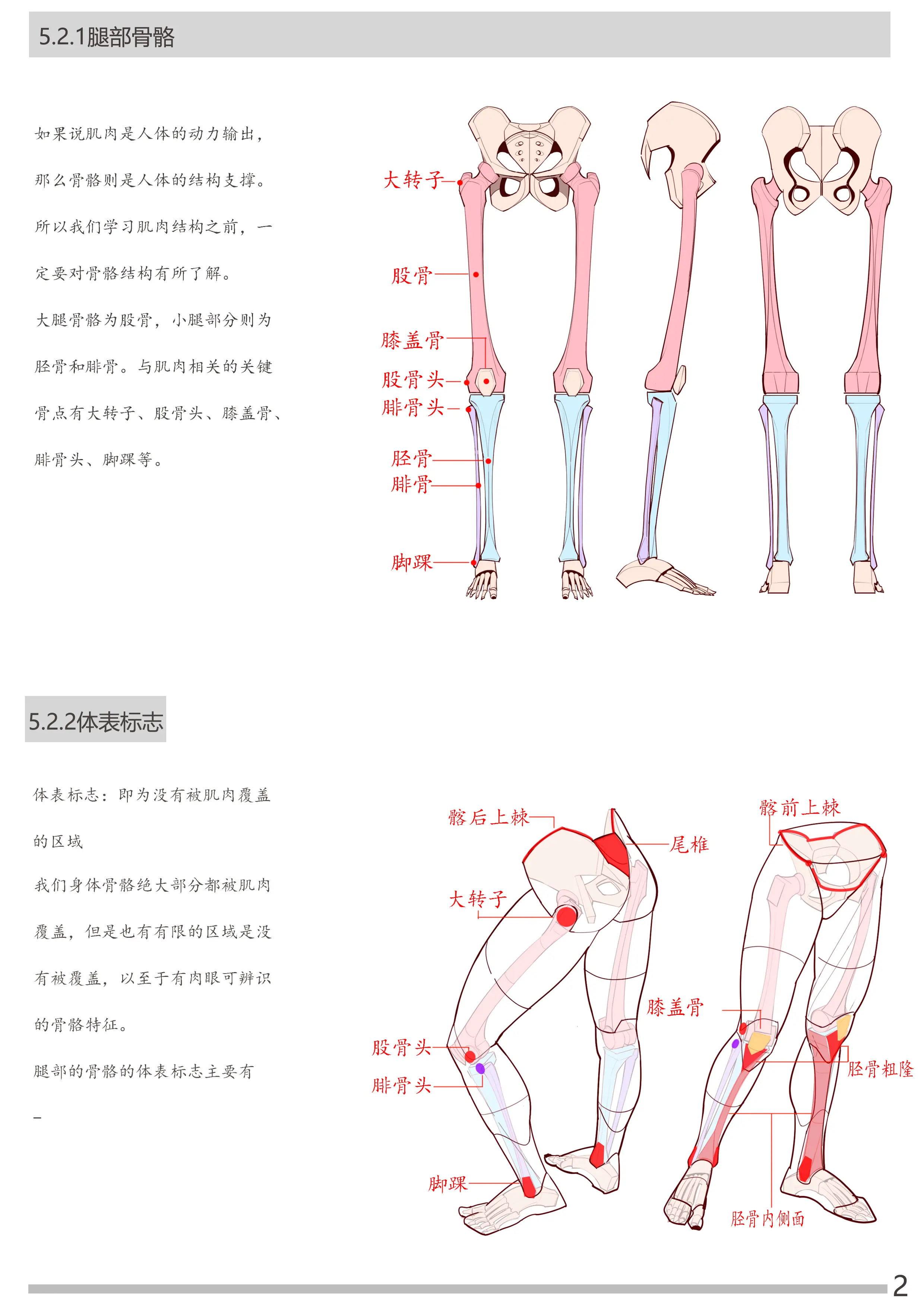 女性胯部画法图片