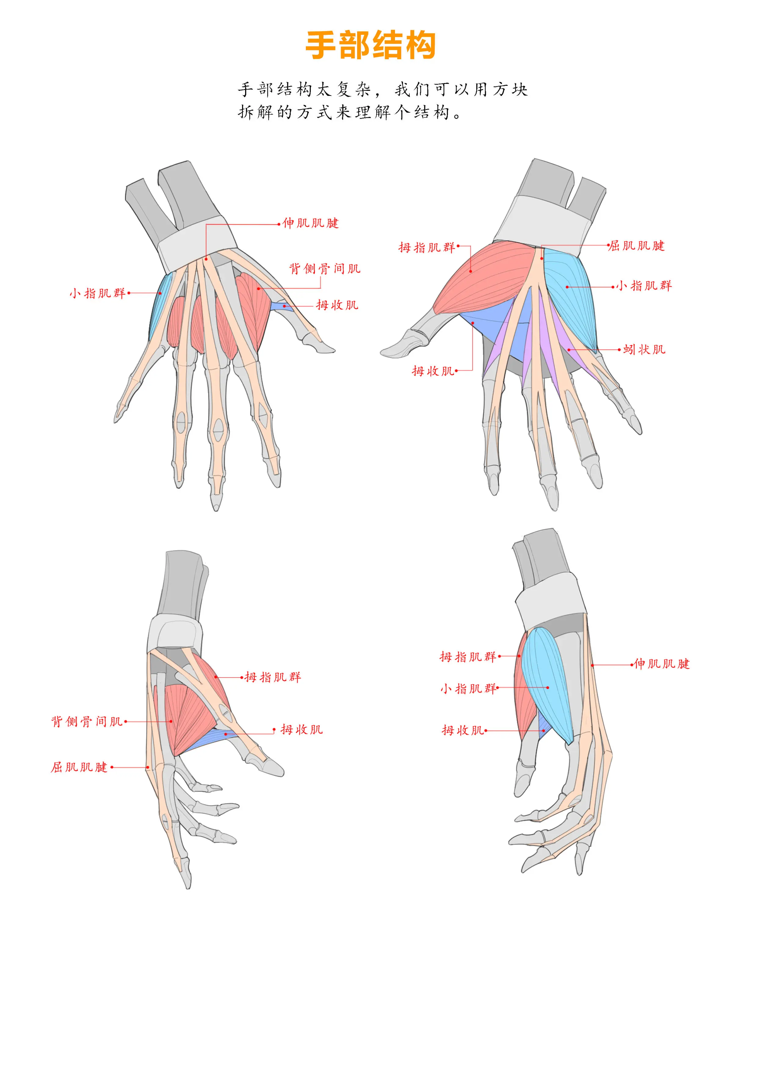 手的构造图片及名称图片