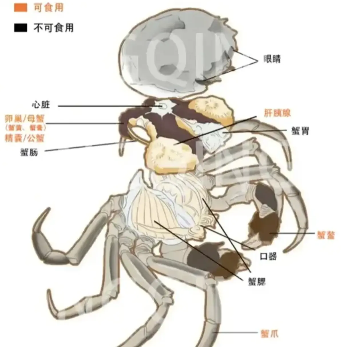 2024大闸蟹品牌推荐大闸蟹怎么选什么牌子的大闸蟹值得买大闸蟹中秋