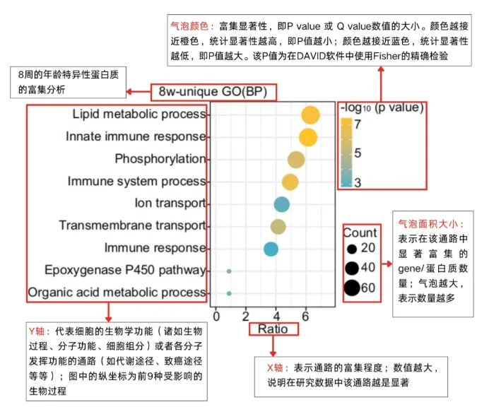 KEGG气泡图看不懂？一分钟详解！ - 哔哩哔哩