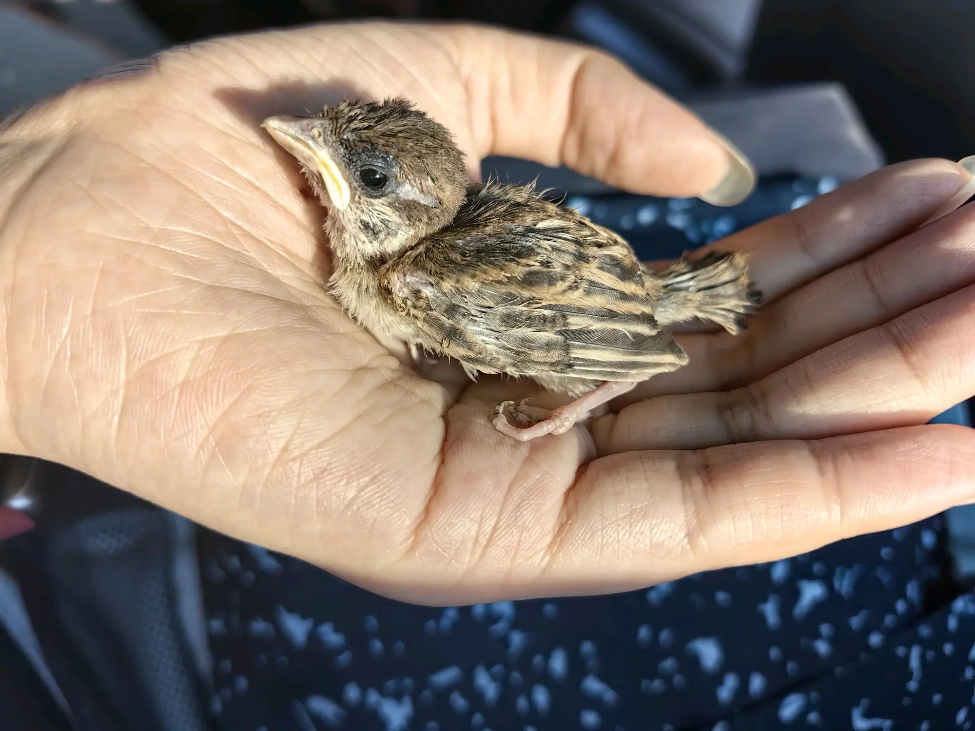 麻雀幼崽儿拉我手上了