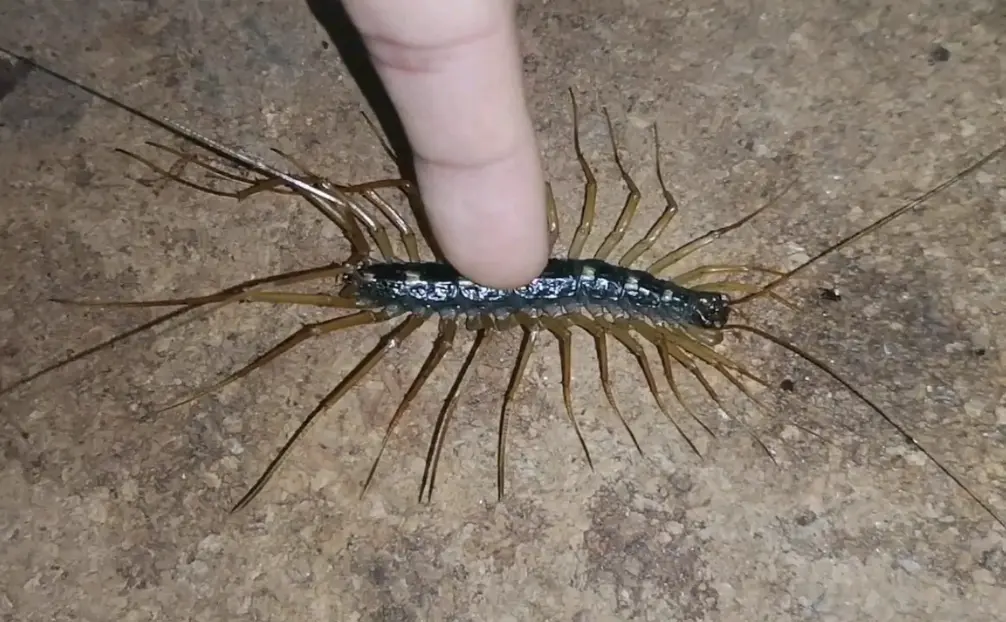 钱串子虫蚰蜒会爬到床上咬人吗