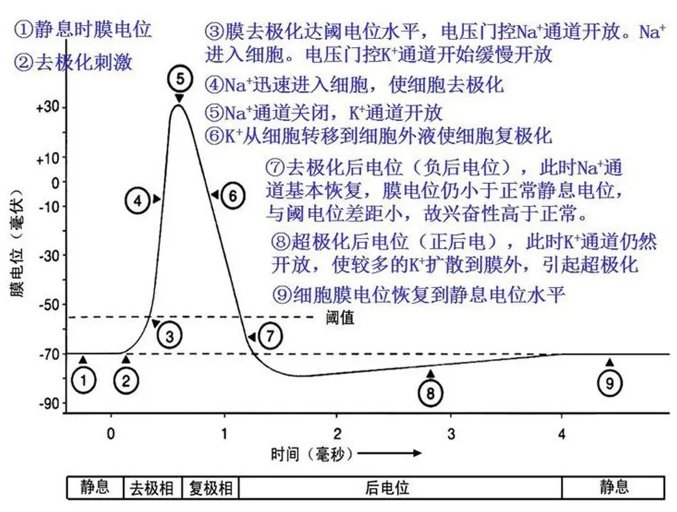 使之去极化并达到阈电位而爆发动作电位