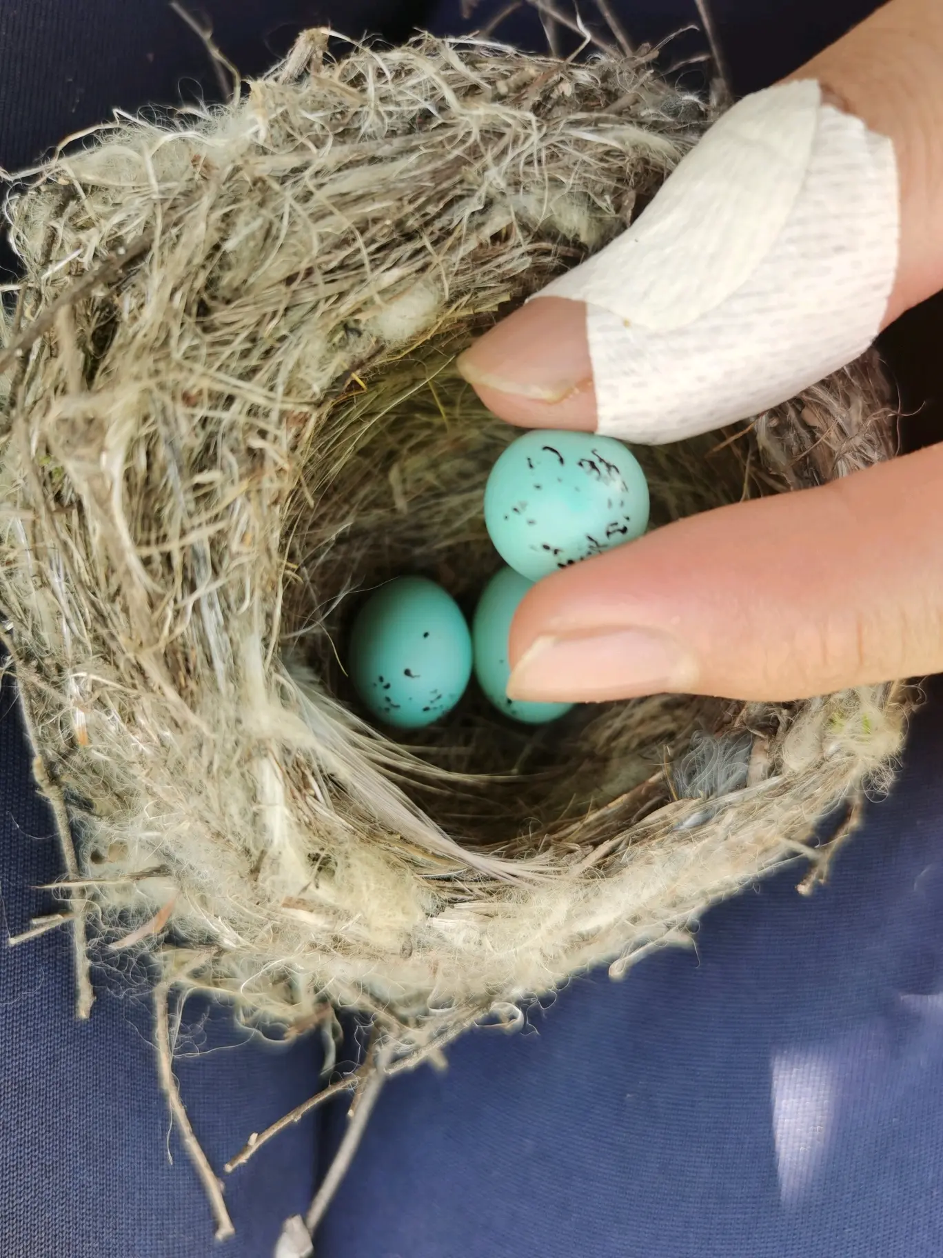 捡到一窝鸟蛋,有没有懂的人告诉一下这是哪种鸟的?