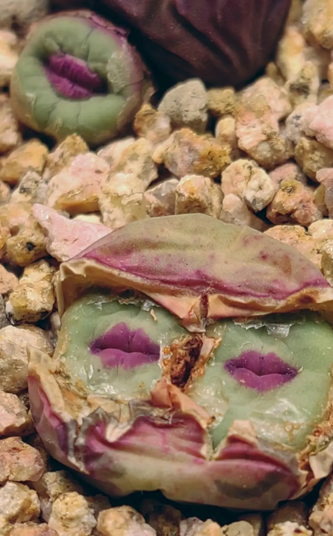 最猎奇的多肉小红嘴conophytum pageae!长了张卖萌的 "烈焰红唇"