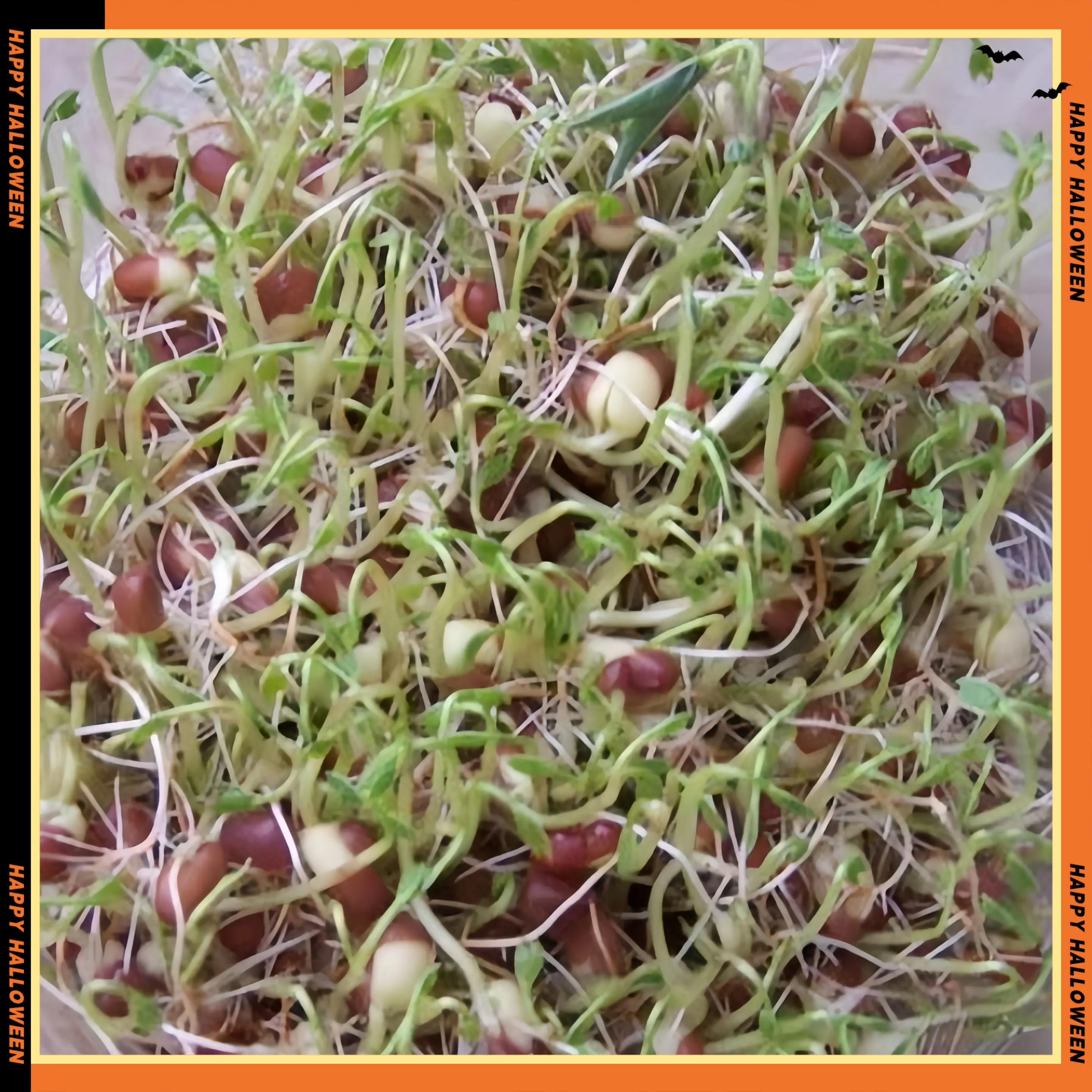 红小豆芽苗生产技术红小豆又叫红豆,小豆,赤豆,红饭豆,赤菽,亦豆,五色