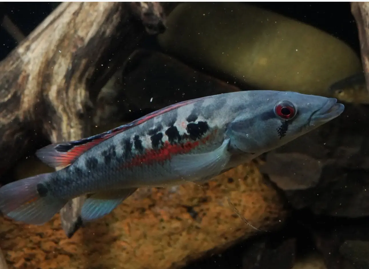 你什么鹰嘴——missioneira组矛丽鱼(孔雀龙)区分辨认