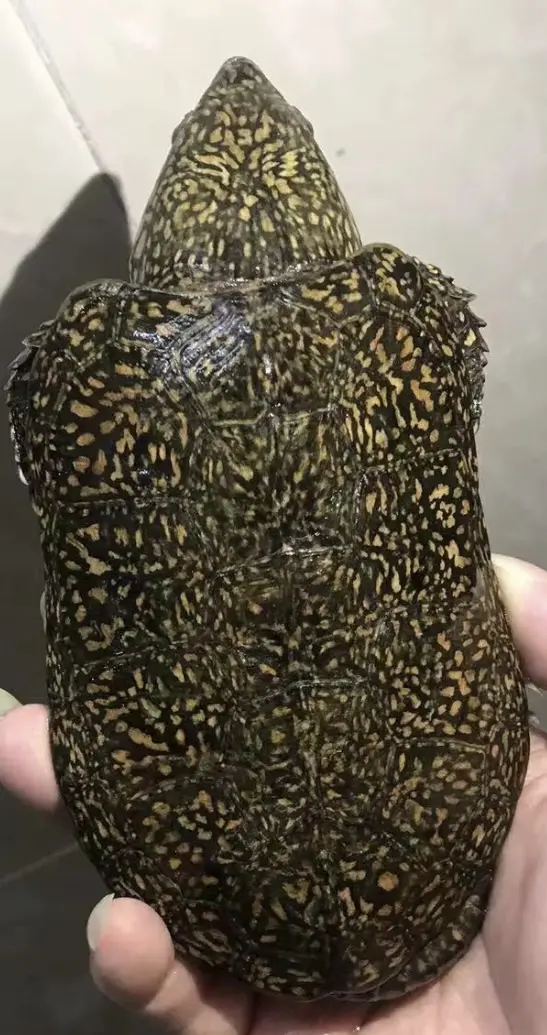 鹰嘴龟的简单介绍和饲养经验(写给新手玩家)