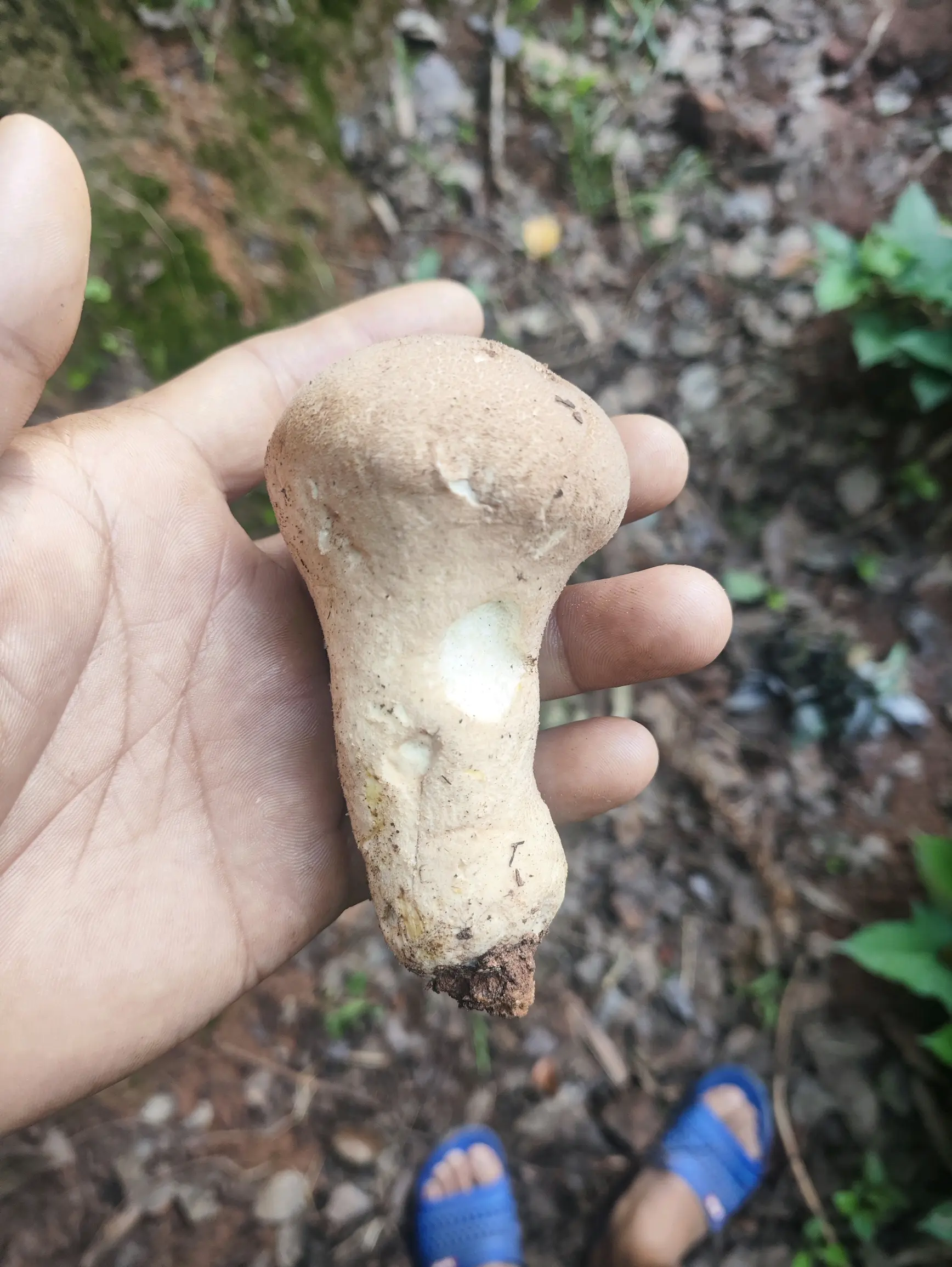 老家还有白色的牛肝菌么?