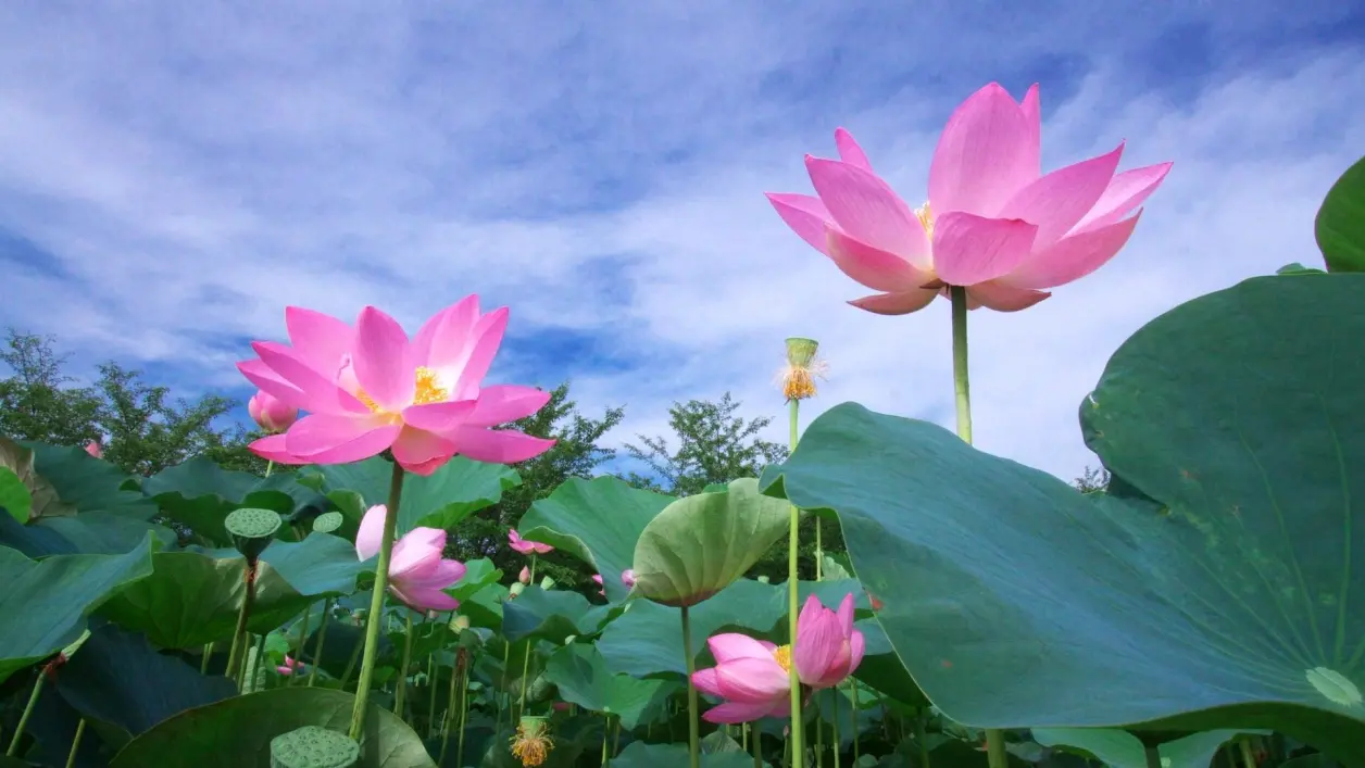 爱莲说——周敦颐(附赠莲花美图)
