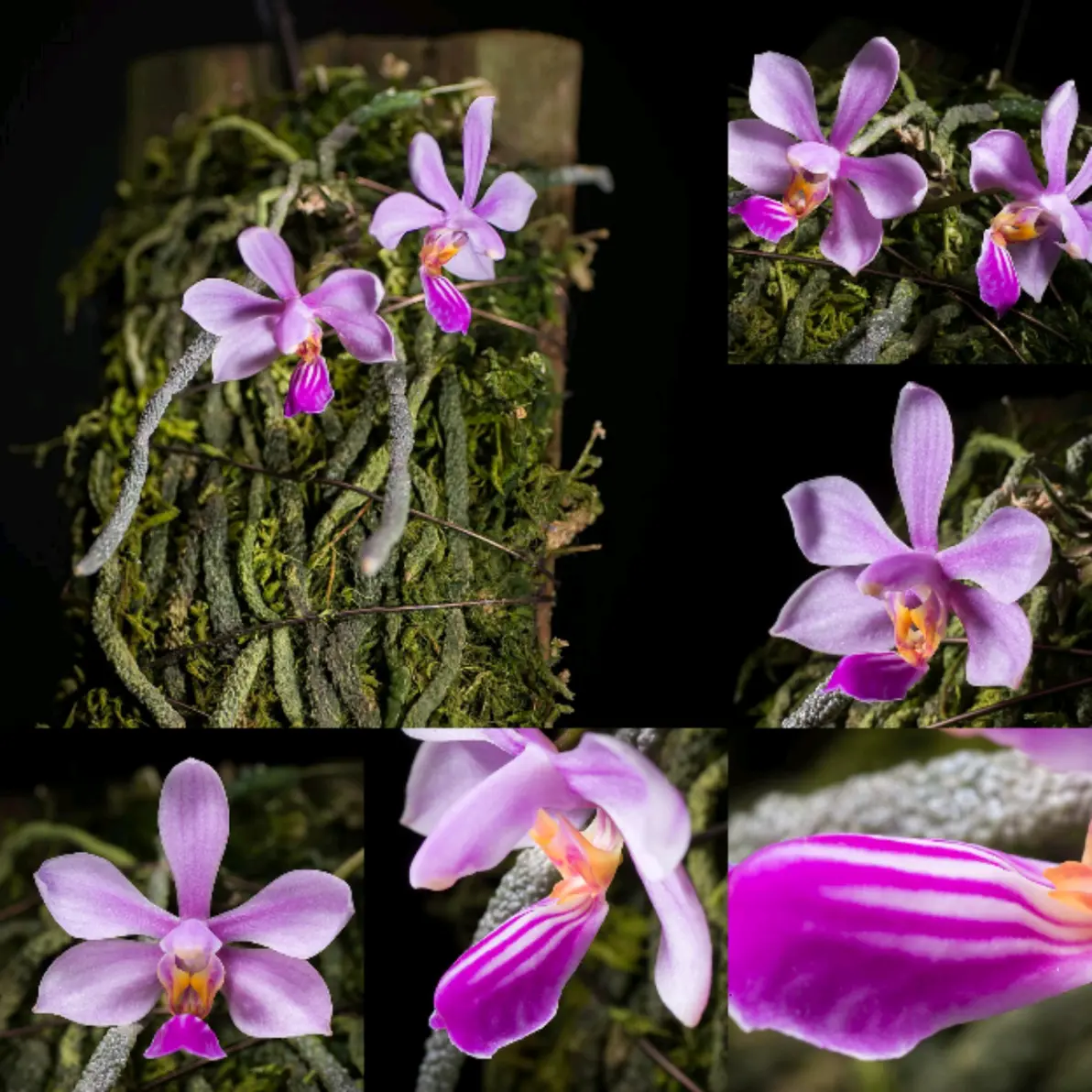 蝴蝶兰phalaenopsis zhanhuoana