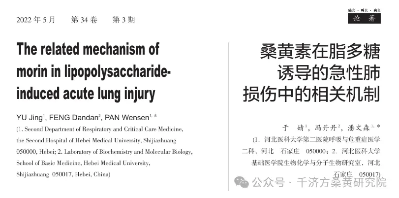 桑黄素：揭示其在急性肺损伤中的抗氧化应激新机制 - 哔哩哔哩