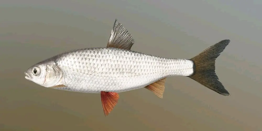 雅罗鱼属leuciscus红眼鱼scardinius erythrophthalmus现实应为红鳍鱼