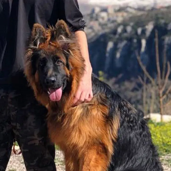 购买德国牧羊犬:1000元能否购买到合适的选择 - 哔哩哔哩