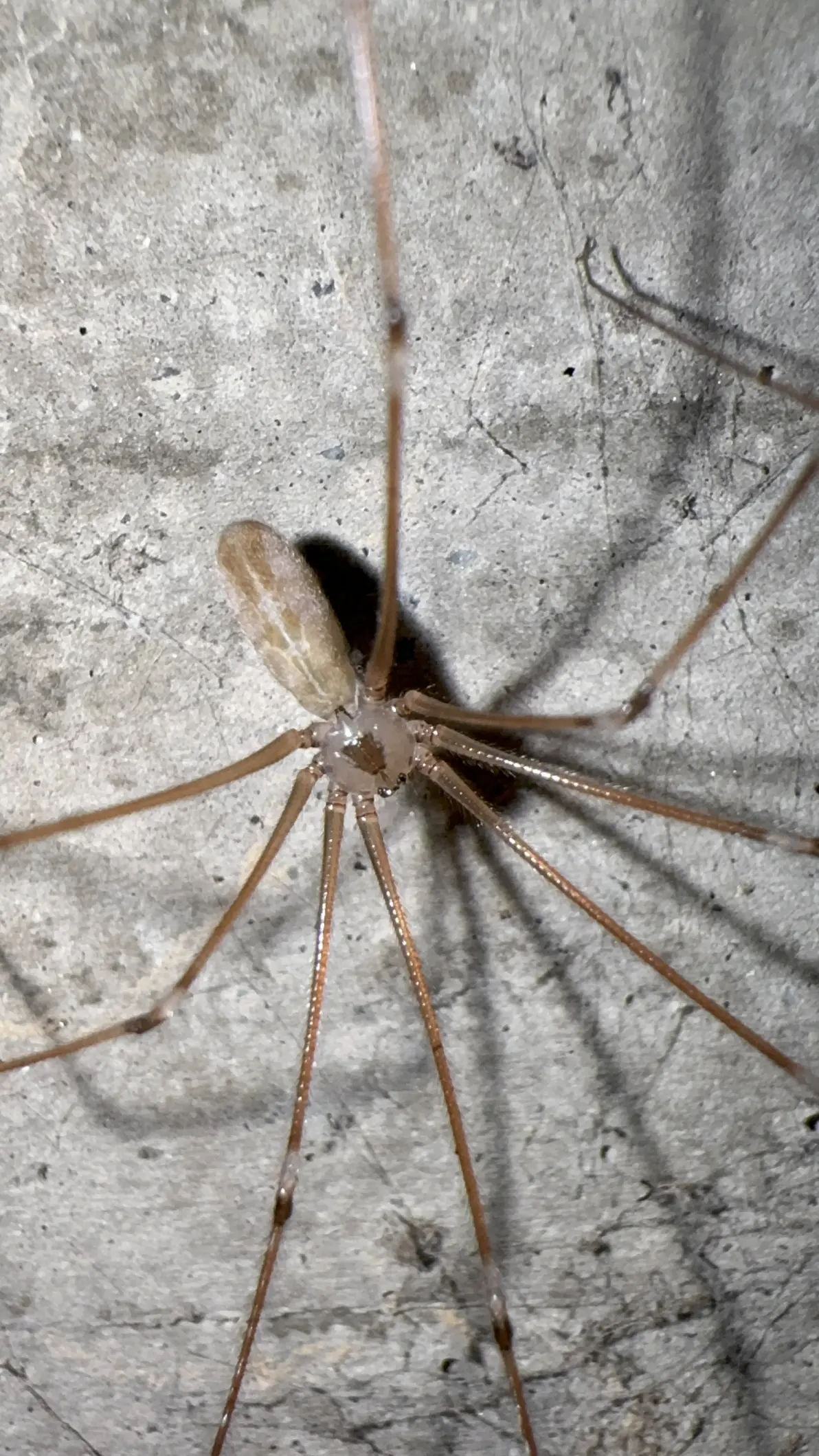 家幽灵蛛pholcus phalangioides