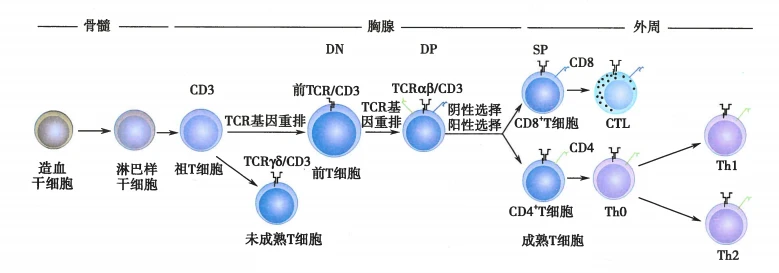 解读 | 人类免疫细胞T细胞及marker - 哔哩哔哩