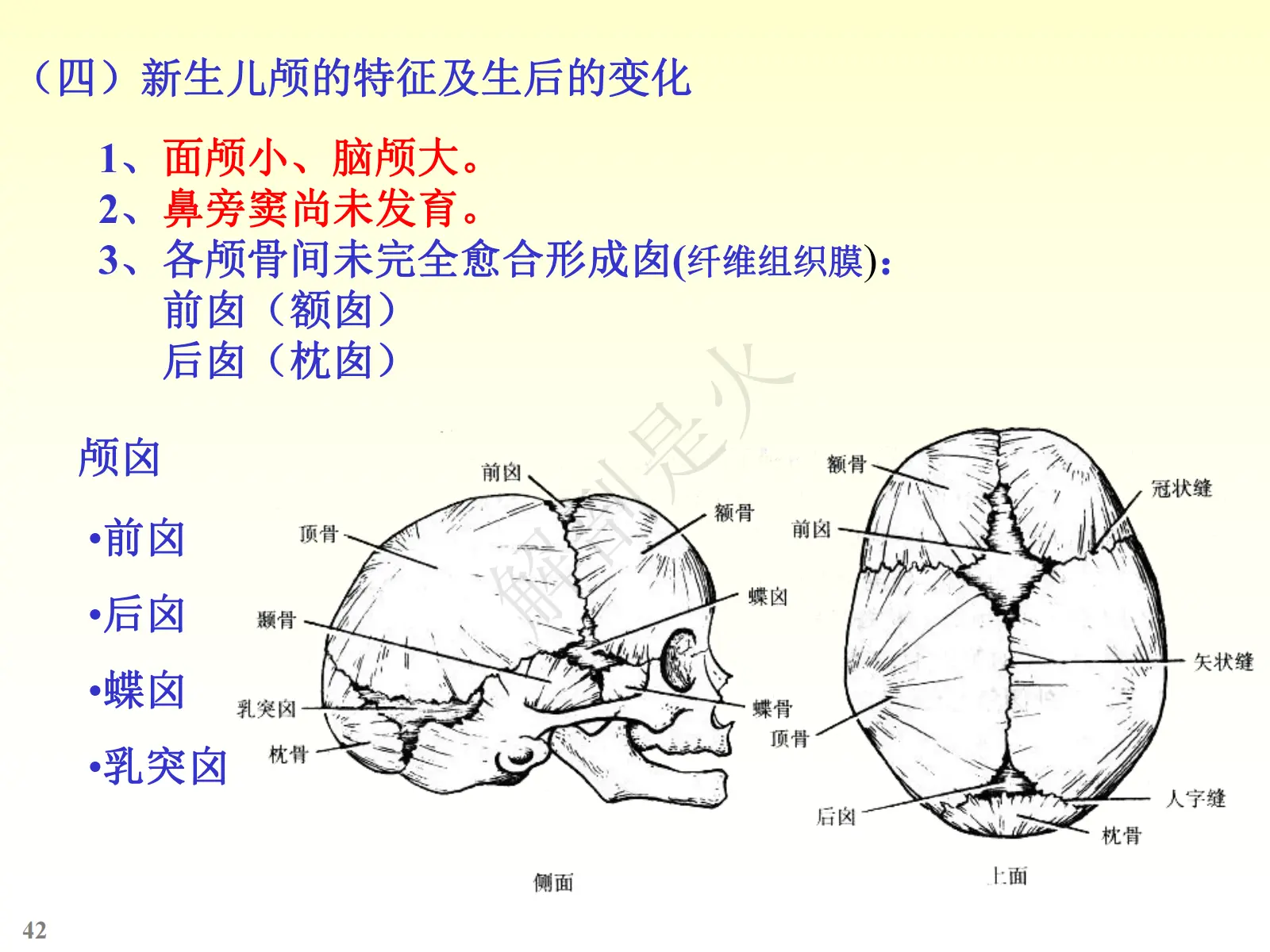 颅骨ppt