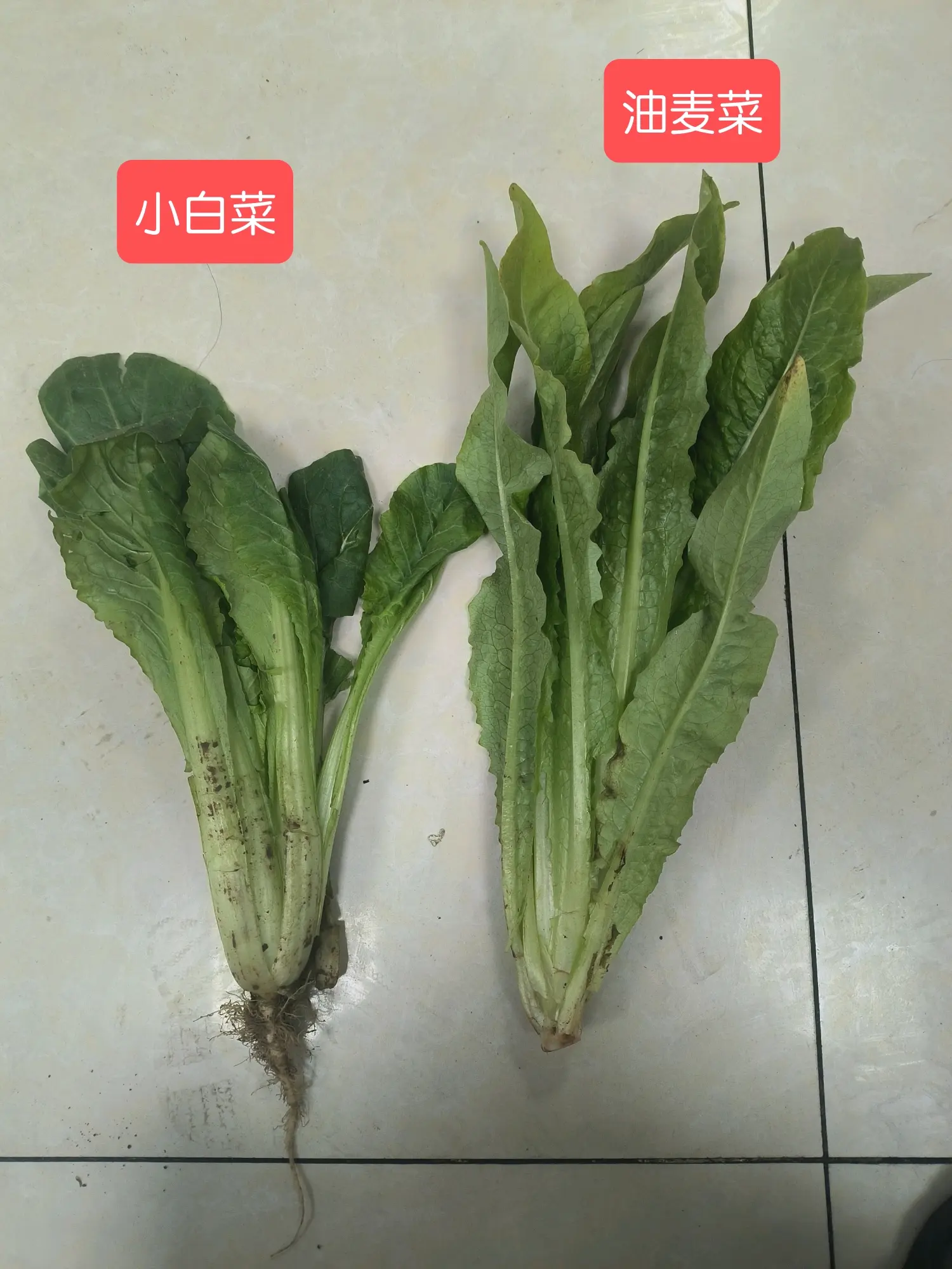 小白菜和油麦菜的区别