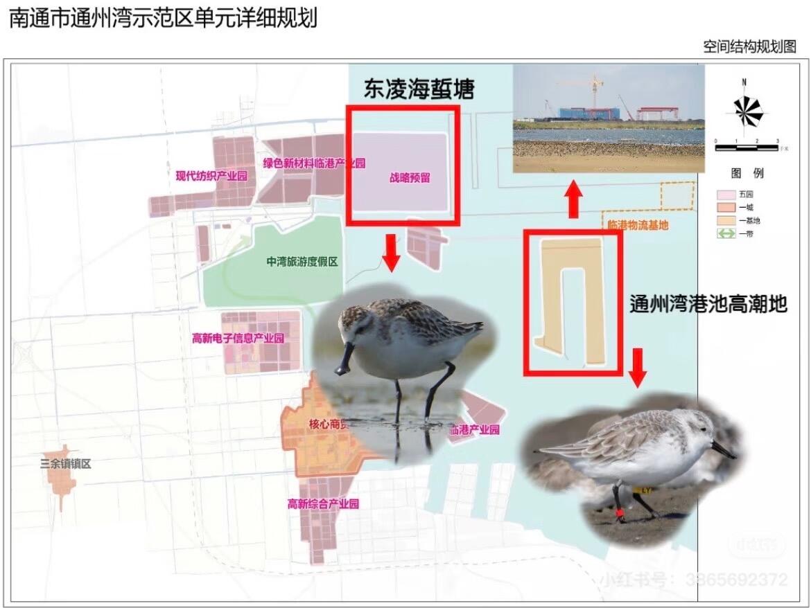 勺嘴鹬+通州湾勺嘴鹬越冬栖息地 - 哔哩哔哩