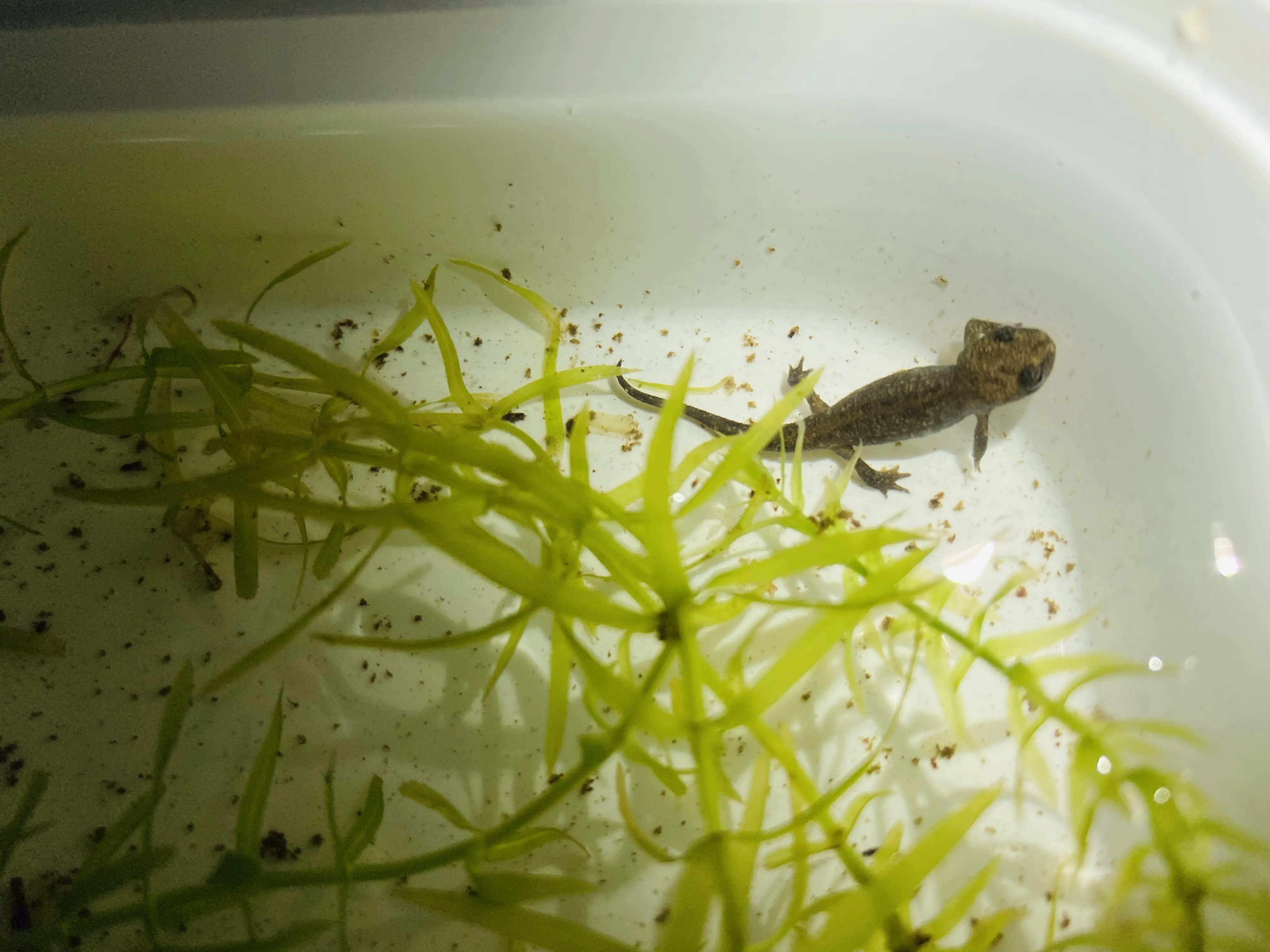 东方蝾螈蝌蚪带苗指南及上岸苗三阶段饲养法(个人经验总结)