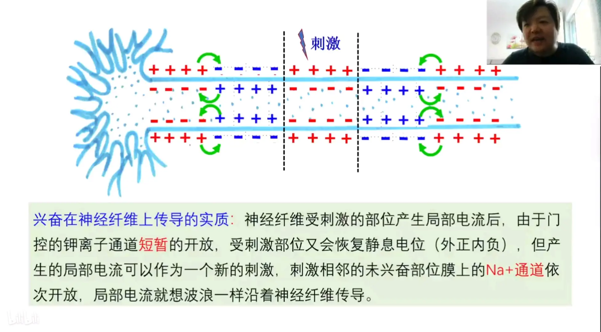 神经冲动的传导方向图图片