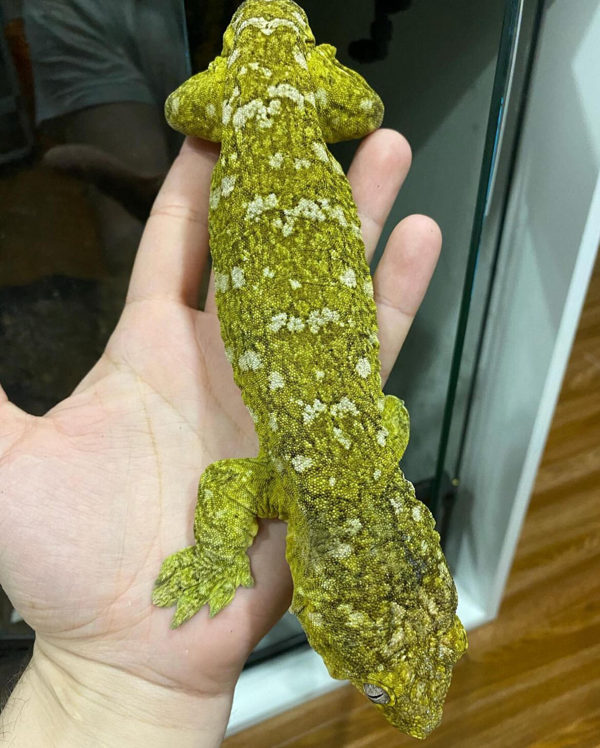 【守宫超巨】多趾虎属Rhacodactylus-新喀里多尼亚巨人守宫表现品系图鉴 - 哔哩哔哩