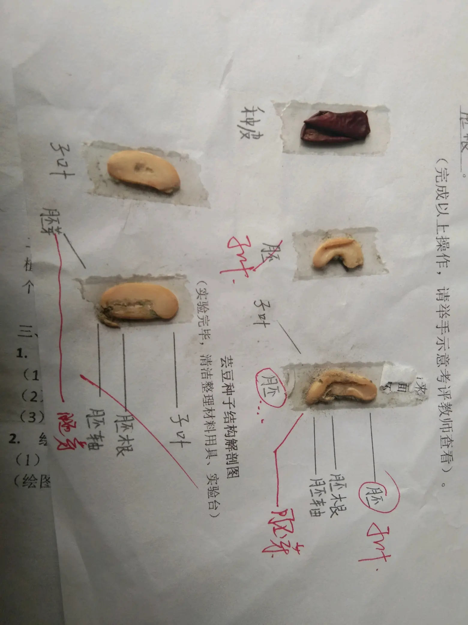 芸豆种子结构图图片