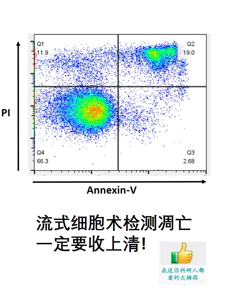流式细胞术检测凋亡一定要收上清!