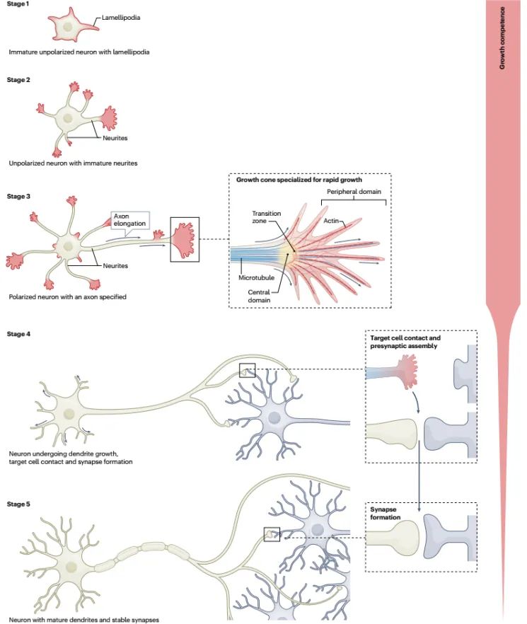 Nat Rev Neurosci重要综述：神经元成熟和轴突再生机制 哔哩哔哩