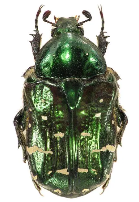 cetonia花金龟属物种整理