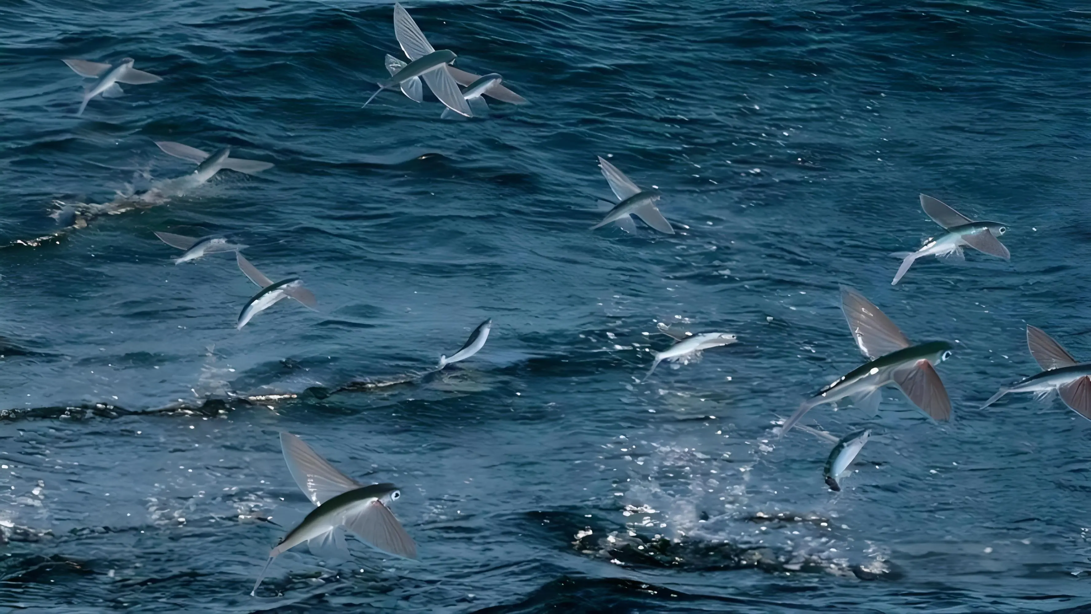 飞鱼,海中的飞翔者:它们的滑翔能力是如何帮助它们生存的?