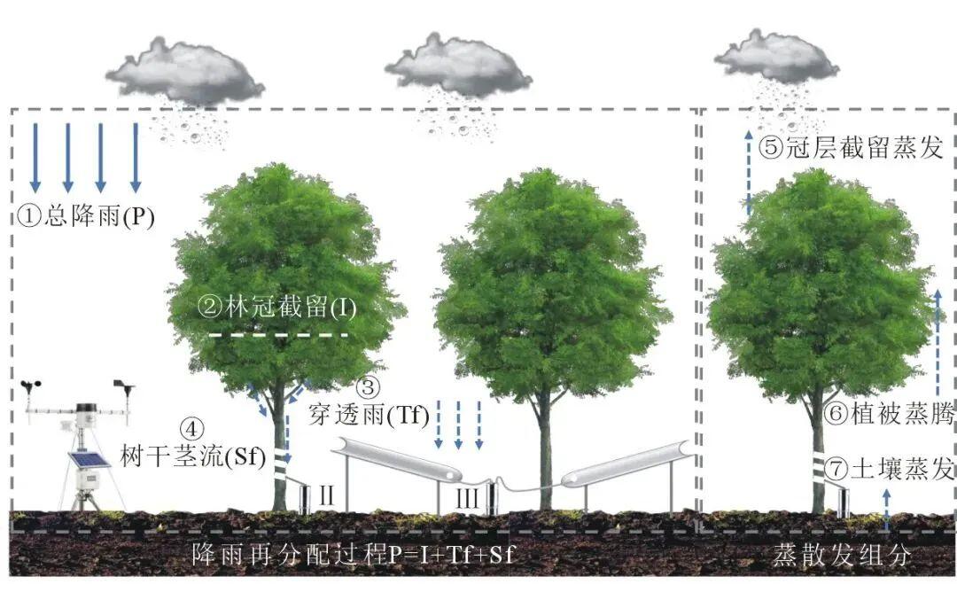 什么是植被截留?植被覆盖率和土壤含水量有什么关系? - 哔哩哔哩